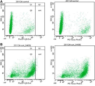 Enhancing Squalene Production in Saccharomyces cerevisiae by Metabolic Engineering and Random Mutagenesis